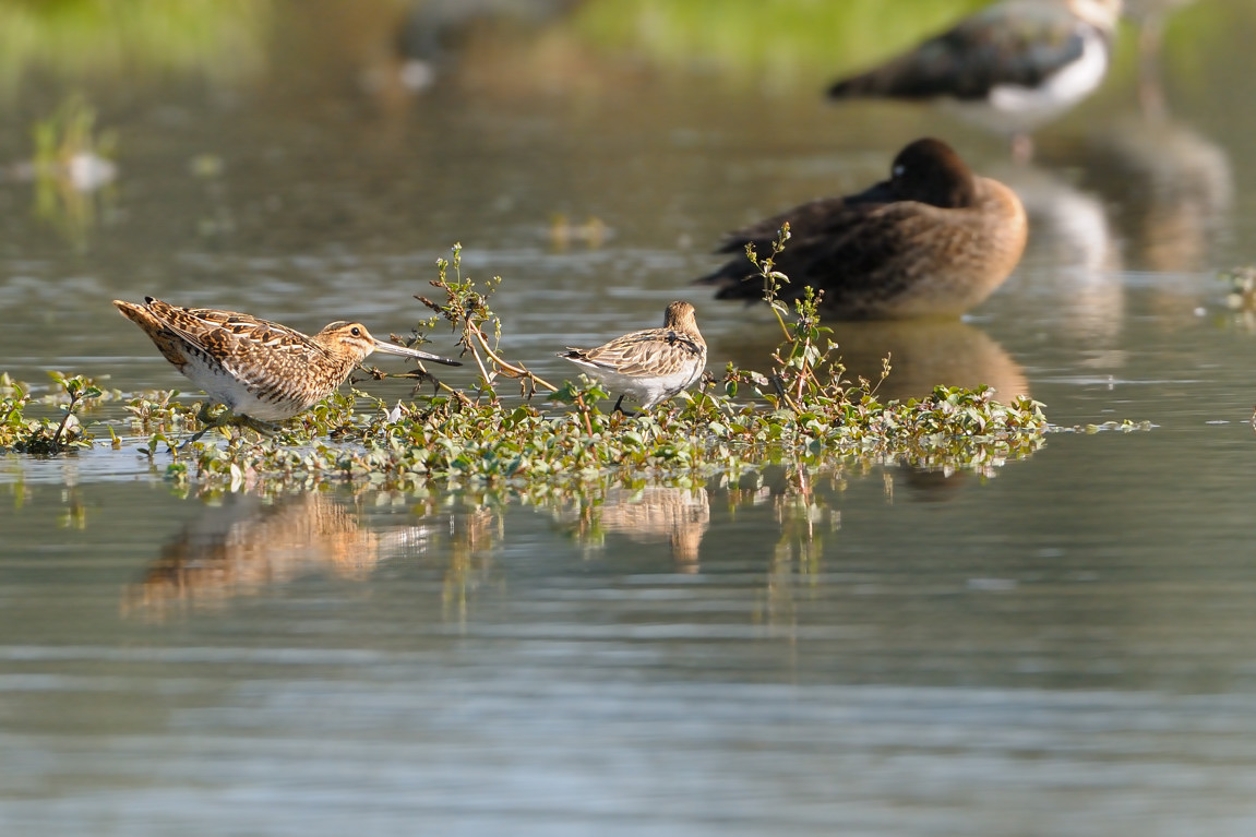 Mattinata al Centro cicogne